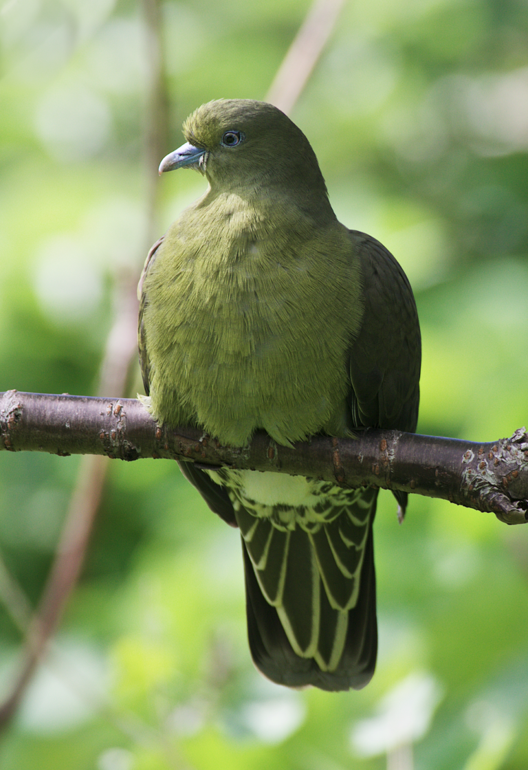 Whistling Green Pigeon Okinawa Birds